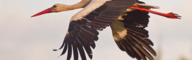 Mitmed rändlinnud pole veel soojale maale lennanud