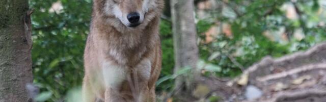 Riigikohus tunnistas hundijahi käskkirja õigusvastaseks