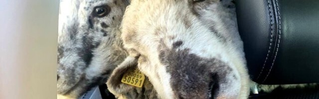 Dirigent Endrik Üksvärav kolis pandeemia tõttu Hiiumaale ja võttis lambad