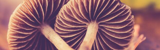 Kuidas toetada tervist ravitoimega seente abil?