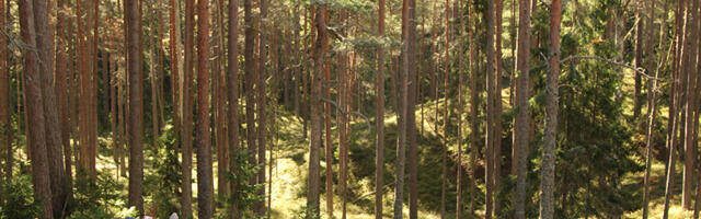 LAUPÄEVAL METSA | Metsarahvapäeva sündmused kutsuvad talgutele ja matkadele