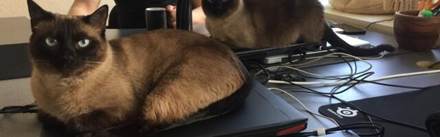 LEMMIK TÖÖL ⟩ Osale fotokonkursil ja võida auhindu!