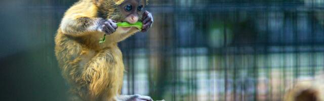 Laste laupäevad taas Tallinna loomaaias