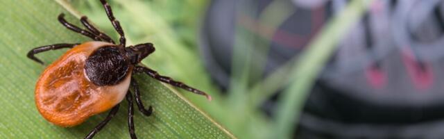Puukentsefaliidi juhtude arv on pea kolmekordistunud