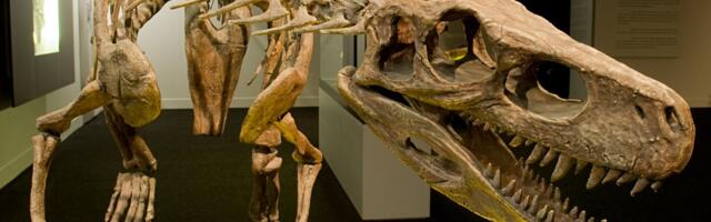 Tugevate vihmade tõttu avastati üks vanima dinosauruseliigi skelett