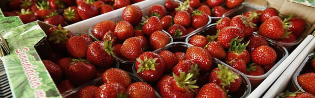 Soomes algas maasikahooaeg – see on tavapärasest kaks nädalat varajasem