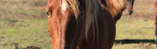 Valgas seisis keset teed hobune