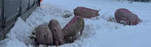 Eilses õnnetuses hukkus 69 siga, ülejäänud viidi tapamajja