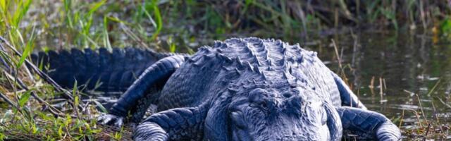 TikToker Launches Fake ‘Alligator Alcatraz’ Tour Website That Redirects to Photos of Trump With Epstein TikToker Launches Fake ‘Alligator Alcatraz’ Tour Website That Redirects to Photos of Trump With Epstein