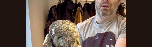 FOTOD | Kristjan Hirmo avastas oma maakodu korstnast ootamatu metsaeluka