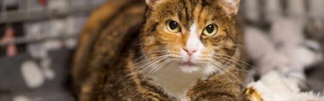 JÕULUKUUL KOJU | Alakaalus pisike kassineiu tuli ühe pere õuele abi paluma