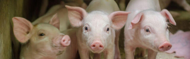 PTA: Viljandimaa Metsküla surnud sigade matmispaik on olulise tähtsusega ning lähimate kodudele oleks mõistlik puurkaevud ehitada