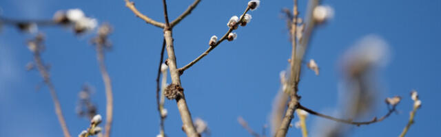 Kevadsoojus jätkub: teisipäev toob üle 15 kraadi