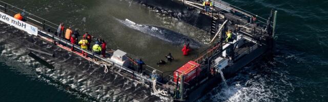 VAATA OTSE | Ohtlik päästeoperatsioon! Küürvaal Timmyt püütakse alusel tagasi Põhjamerre viia