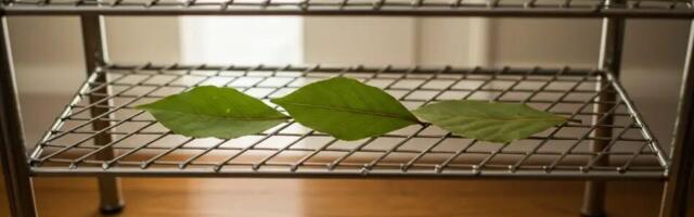 Pane 3 loorberilehte jalanõukappi – põhjus, miks isegi kingsepad seda soovitavad