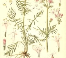 Eesti ravimtaimedest