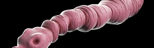 Soomes võivad suvel marjad-seened marutaudi- ja paelussiohu tõttu noppimata jääda