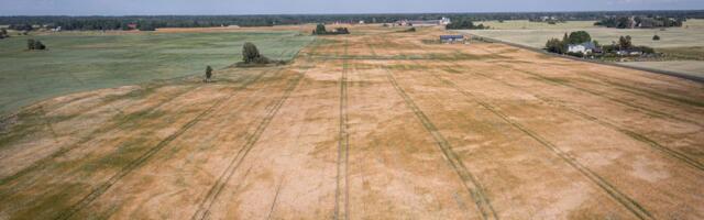 SALVED TÜHJAD ⟩ Eesti viljasaak kukkus põhja, õunakasvatajatel läks veel halvemini