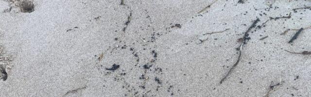 REOSTUS | Kõpu rannast leiti naftataolist reostust
