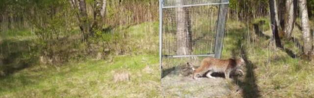 VIDEO | Linna eksinud ilves murdis loomaaia territooriumil linde