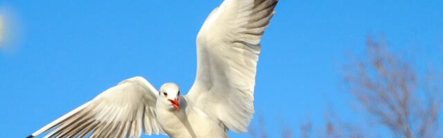 Lindude gripi viiruse levik jätkub