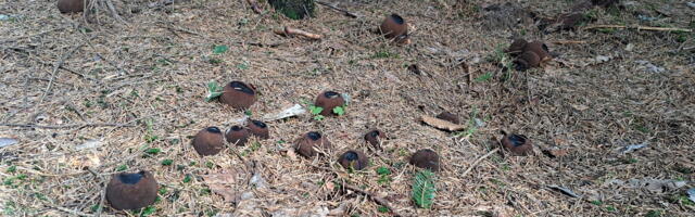 Põlvamaal sündis uus Eesti limatünnikurekord!