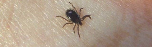 Ära ime mulle külge: kuidas hoiduda puukidest?