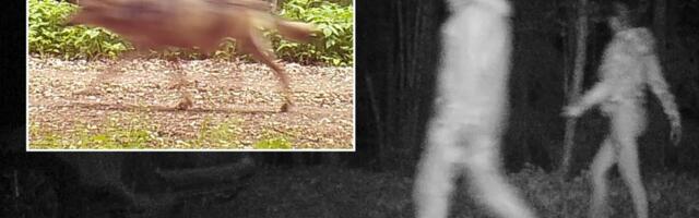 VIDEO | Sajandi uskumatuim lugu: Viljandimaa abielupaar salaküttis hundi otse seirekaamera ees