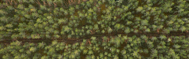 Statistilise metsainventuuri (SMI) andmetel on metsa tagavara stabiilne 