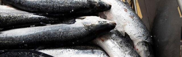 Maksuvõlaga maadlev Kakumäe kalatööstus koondab töötajaid