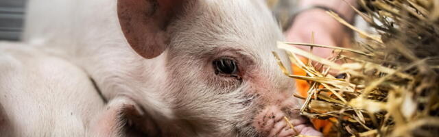 PTA tahab panna külainimesed üksteise peale keelt kandma