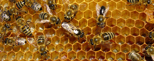 Taruvaik aitab kehast alumiiniumi eemaldada