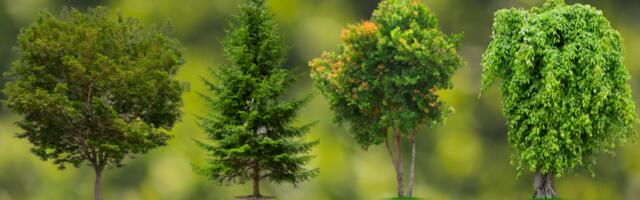 Vali üks puu ja saa teada, kui tugev on sinu enesekindlus tegelikult