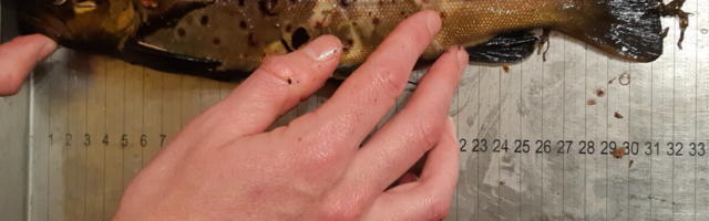 Täisnimekiri: homsest keelatakse püük enamikul lõhejõgedel, inspektorid tihendavad kontrolli