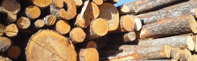 PUIDUTURG | Küttepuude hind on aastaga langenud, kuid oodata on tõusu