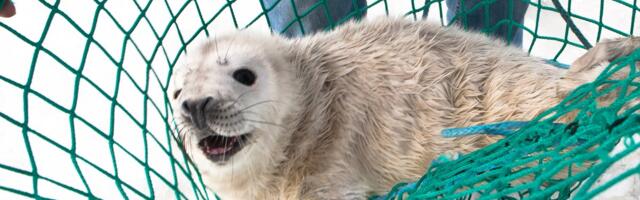 Sel talvel võib hukkuda üle 60% hülgepoegadest. Miks?