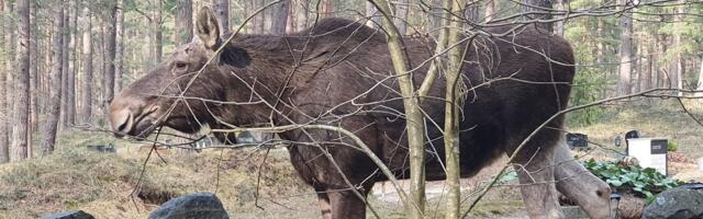 Päev liikluses_ maanteel möödasõitu teinud autole astus ette põder
