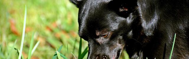 Sissevaade zoofarmakognoosiasse ehk kuidas kasutavad loomad taimi enesetervendamiseks