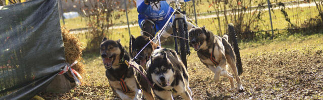 26. detsembril saab Maarjavälja katsealal näha kelgukoeri