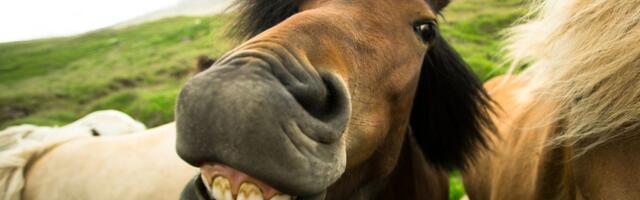 15 märts: Kaljukits vajab puhkust, Kalad suunagu pilk tulevikku