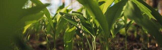 Mürgistusennetusnädal keskendub tänavu taimemürgistuste ennetamisele
