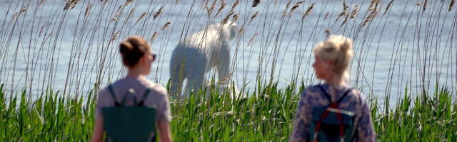 Looduse väärtustamine linnas algab märkamisest. Haapsalus saab osaleda vaatlusretkel 20. mail