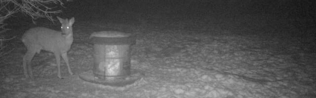 Sokul uued sarved juba kasvavad