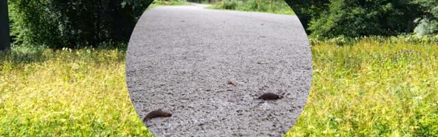 Maastikuarhitekt ERRis: vähemalt kord aastas tuleks rohealasid niita