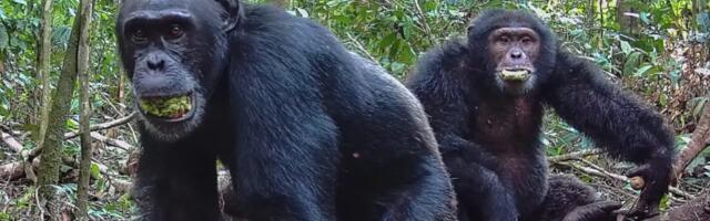 Chimps consume alcohol equivalent of nearly 2 drinks a day