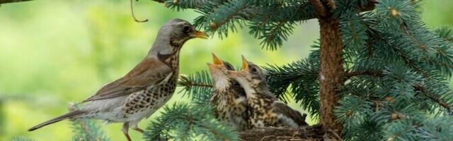 Riigikohus arutas linnurahu jõustamise küsimust erametsas