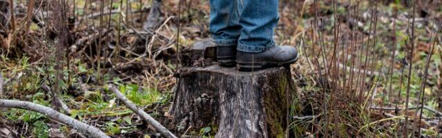 Metsaühistu hoiatab: nappide teadmistega metsaomanik on petturitele lihtne saak