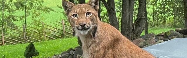 FOTO JA VIDEOD | Vaata, kuidas uskumatult julge ilves Saue elaniku akna taga uudistab