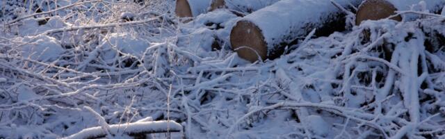 Erikomisjoni juht: RMK tellitud riigiabi analüüs on kallutatud õigustamaks salaleppeid