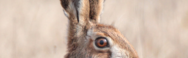 Fotolugu: Läänemaa kuulsaim jänes